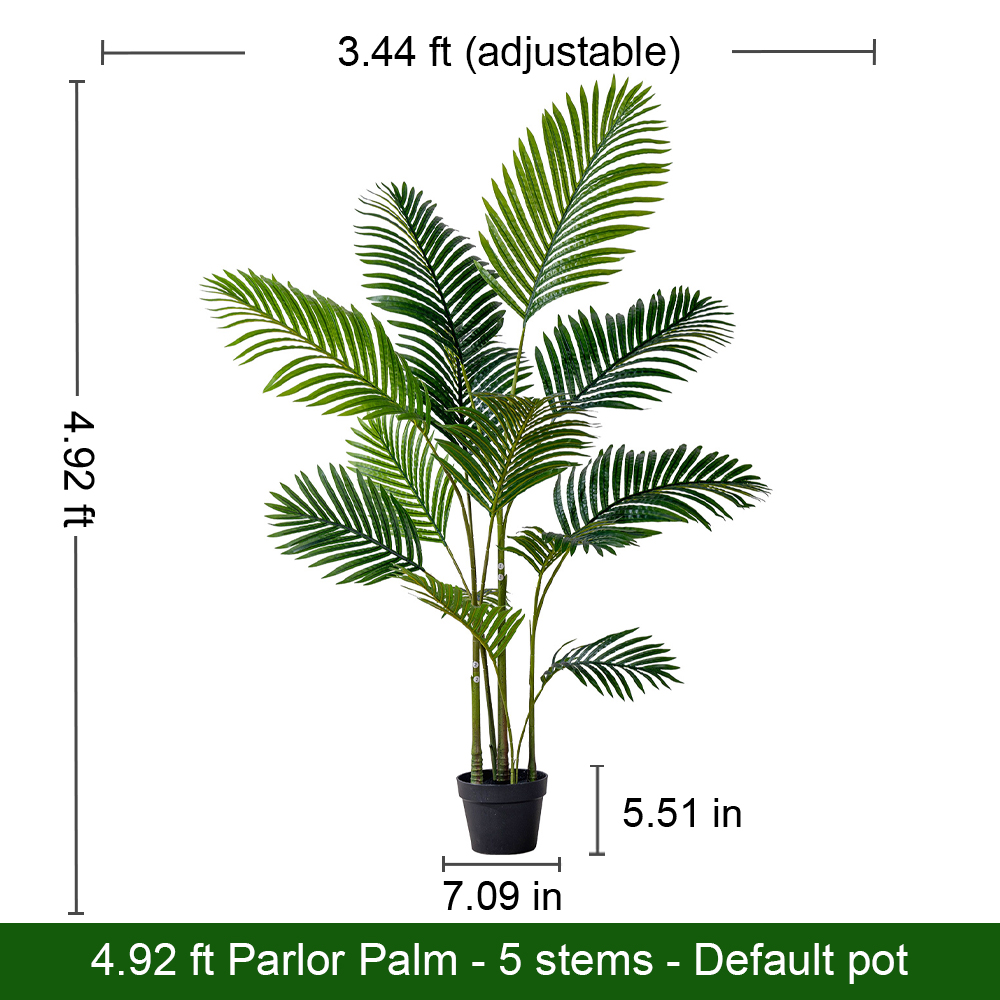 Butterfly Palm(standard)